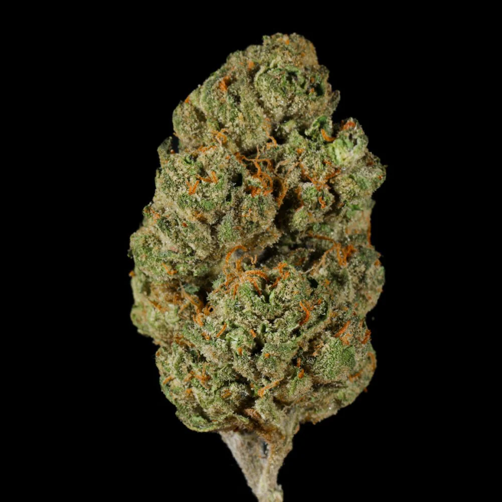Government Oasis THCA Flower - Image 3
